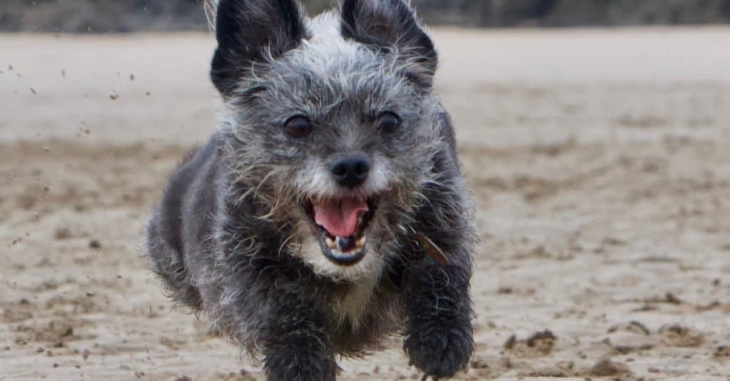 Tiny chihuahua x poodle running flat out on the beach