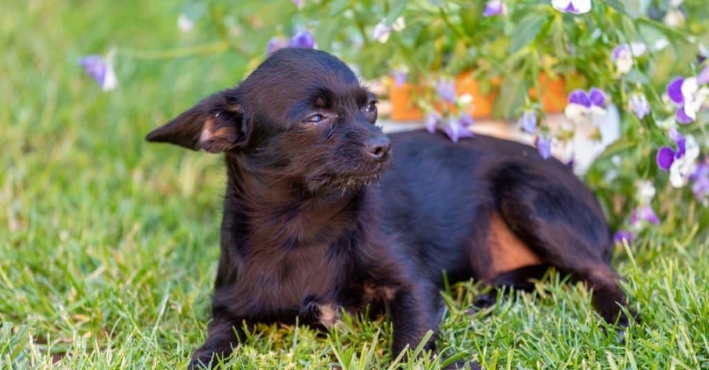 Chipoo Dog, cute puppy in front of purple flowers
