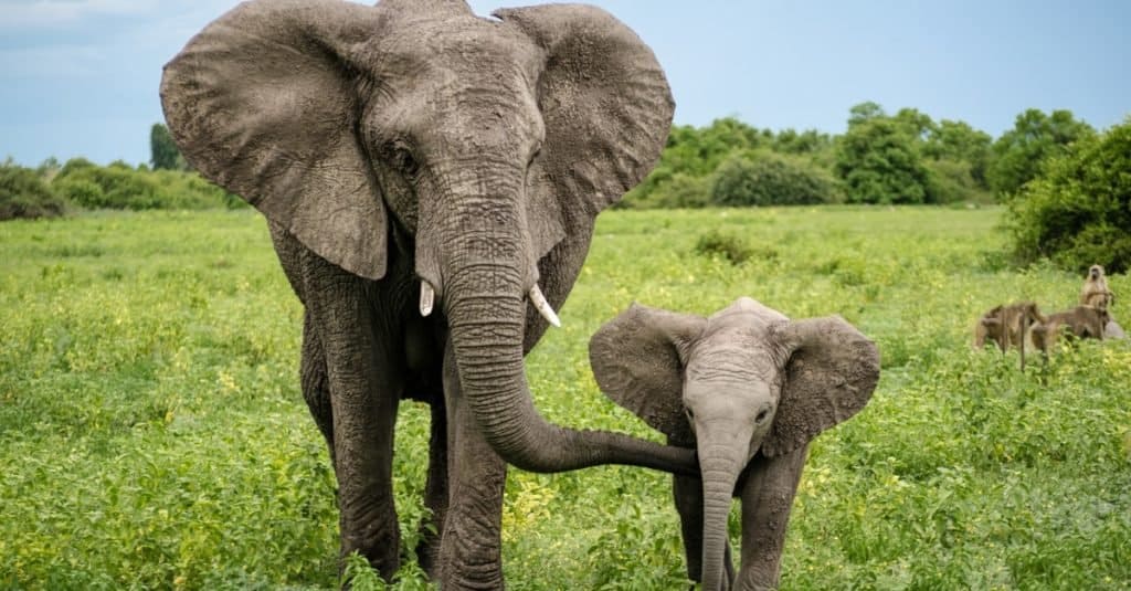 Los animales más tontos del mundo: elefantes