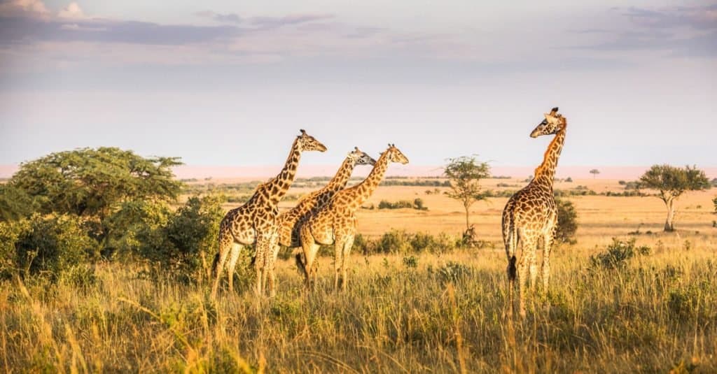 Giraffe herd