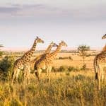 Giraffes are the tallest mammals on Earth, with a neck too short to reach the ground.