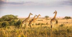 Giraffe Population: How Many Are There and Where Can You Find Them? Picture