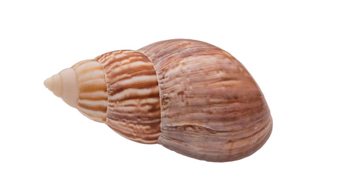 Snails live in slow motion. Normally they reach a top speed of 50 yards per hour; this is about 0.5 inches per second.