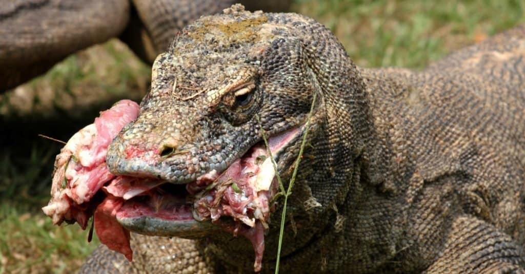 komodo dragon eating snake