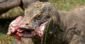 Komodo Dragon Teeth: Everything You Need to Know Picture