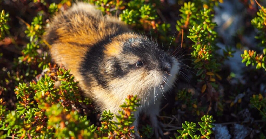 The stupidest animal in the world: Norway lemming
