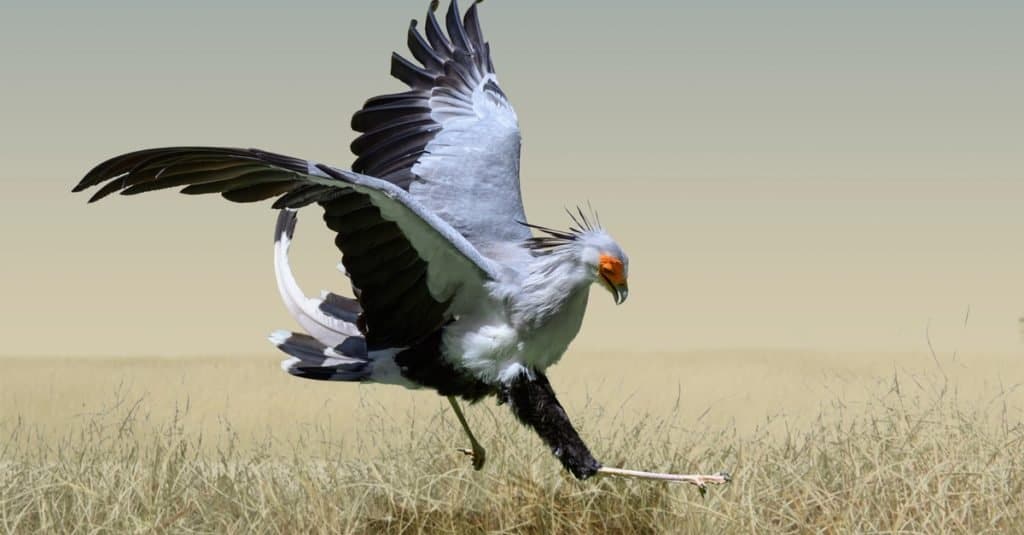 Dumbest Animals in the World: Secretary Bird