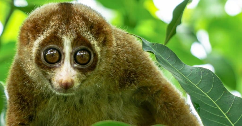 Dumbest Animals in the World: Slow Loris