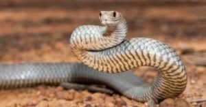 Eastern Brown Snake Bite: Why it has Enough Venom to Kill 58 Humans & How to Treat It Picture