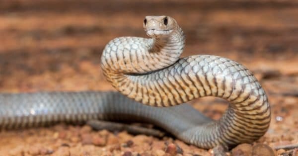 Eastern Brown Snake Bite: Why it has Enough Venom to Kill 58 Humans ...