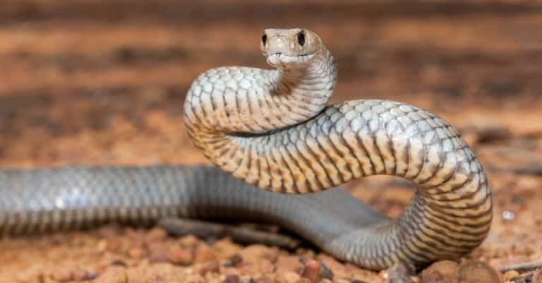 Most Venomous Snakes in the World - Eastern Brownsnake