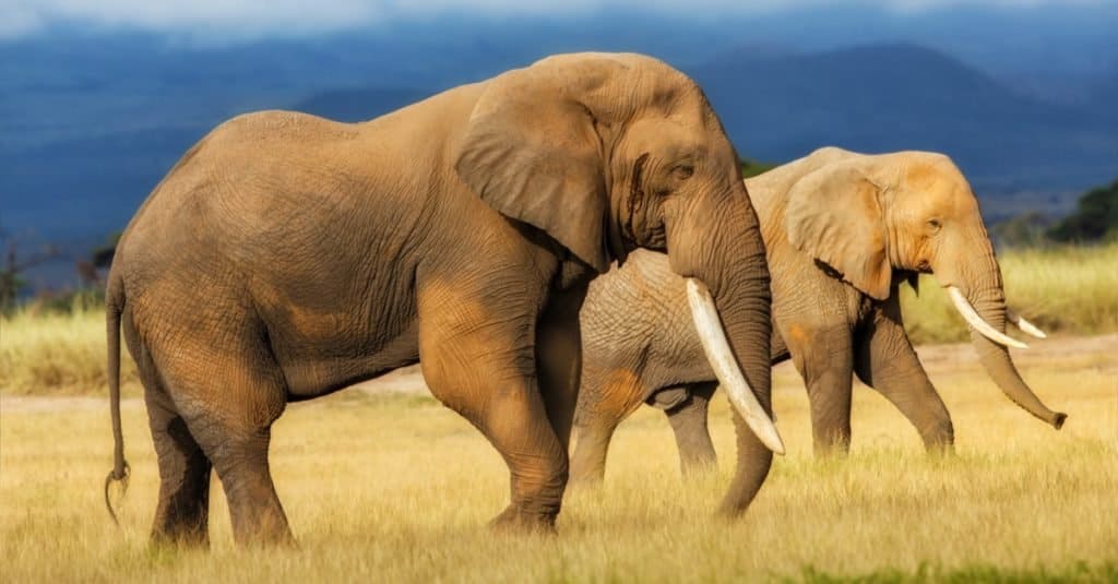 El animal más grande que jamás haya caminado sobre la tierra: el elefante