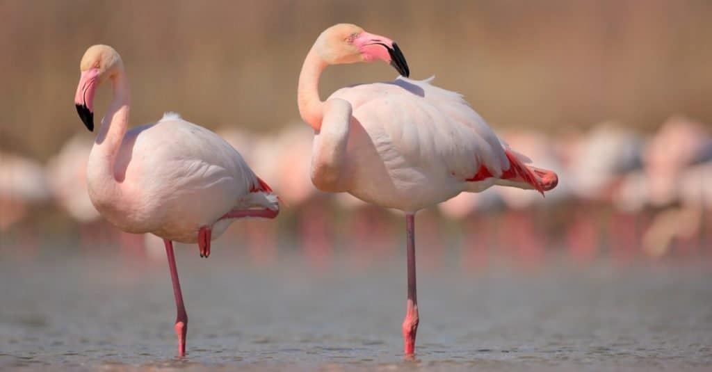 Dumbest Animals in the World: Flamingo