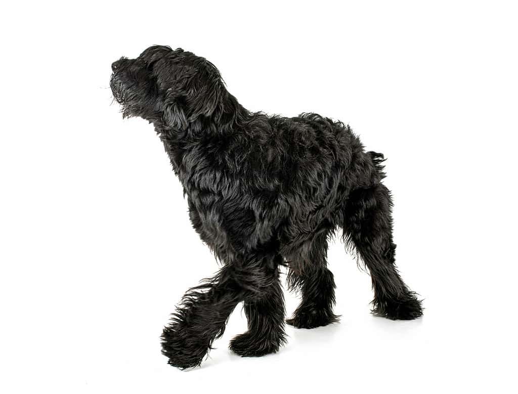 Giant Schnauzer in front of white background Animal, Black Color, Color Image, Cut Out, Dog *Giant Schnoodle