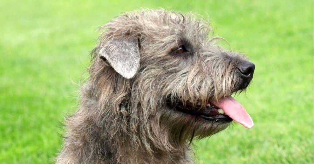 Terrier, Animal, Animal Body Part, Animal Head, Animals Attacking