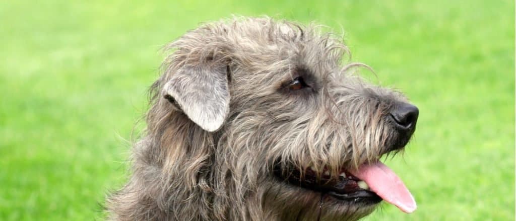 Terrier, Animal, Animal Body Part, Animal Head, Animals Attacking
