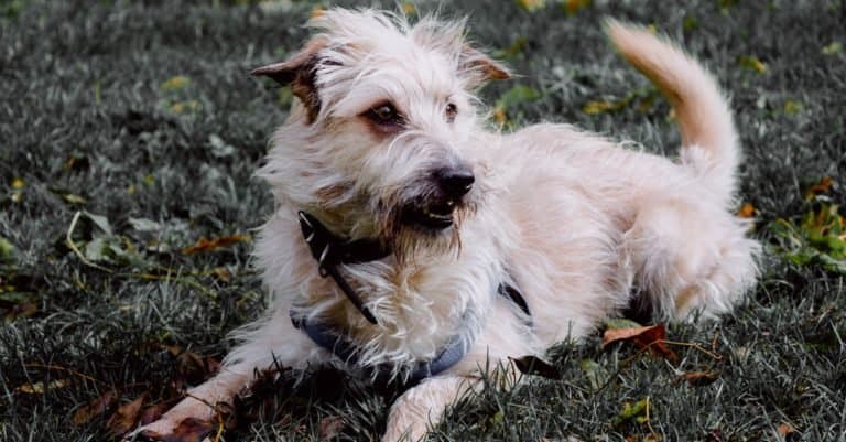 A closeup shot of Glen of Imaal terrier with harness resting on green grass