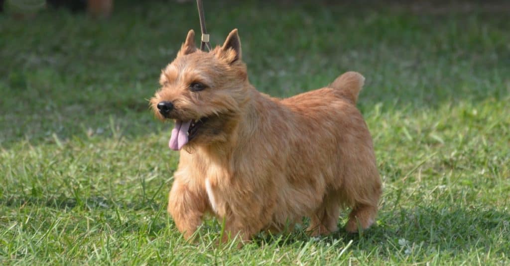 Cute Glen of Imaal terrier with his tongue sticking out.