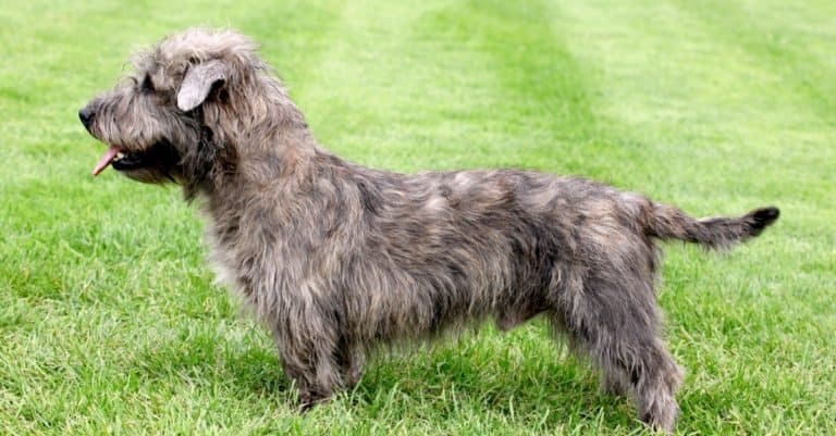 Glen of Imaal Terrier on a green grass lawn