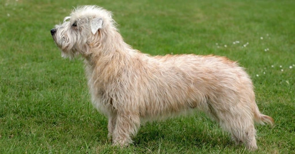 Glen Of Imaal Terrier - A-Z Animals