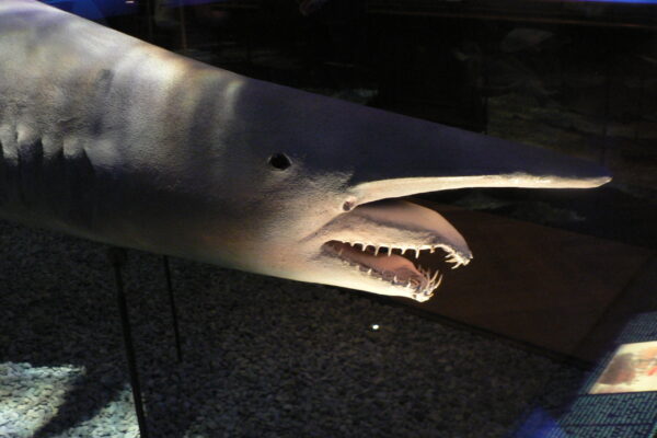 The Goblin shark is nicknamed 