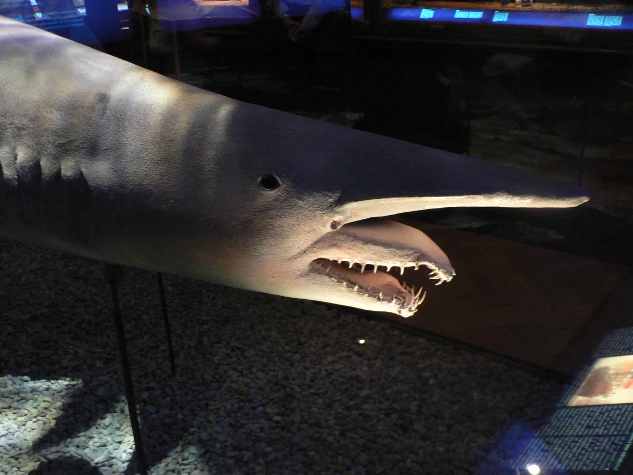 Goblin sharks have an unusual appearance and have jaws that can extend to the end of their snout
