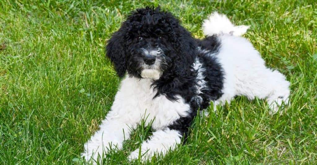 Young black and white Goldendoodle lying on the grass