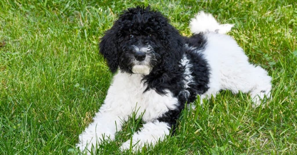 Schnoodle vs Goldendoodle