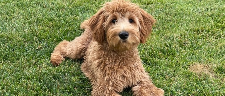Goldendoodle lying on grass