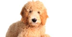 How Smart Are Goldendoodles? Everything We Know About Their Intelligence Picture