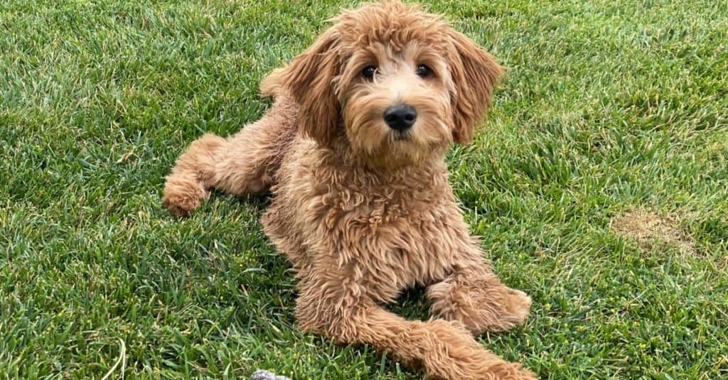 Goldendoodle lying on grass