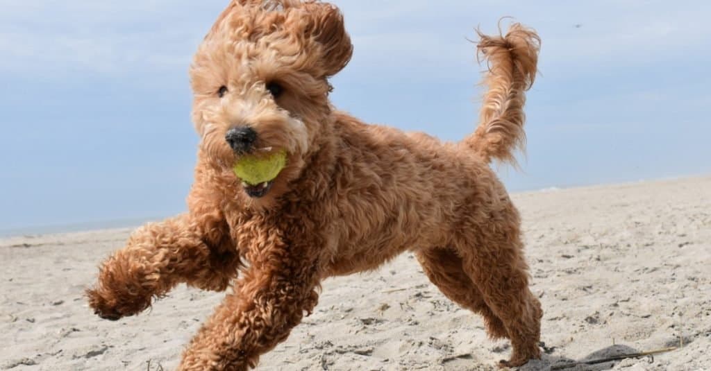 Goldendoodle puppy playing with ball on beach