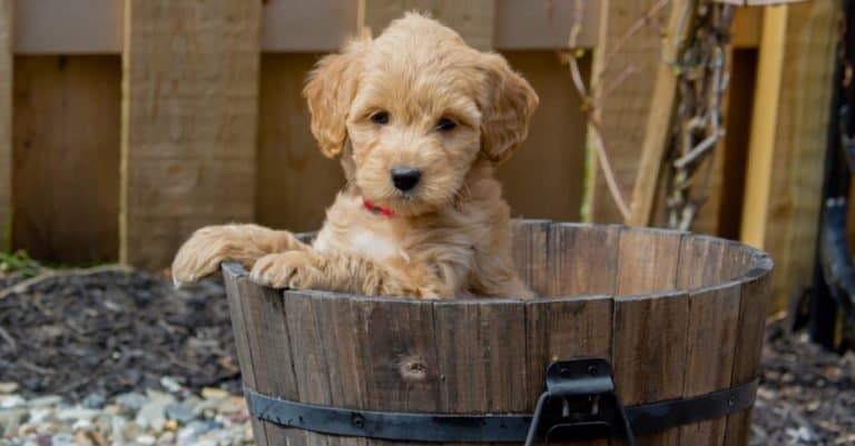 Mini Goldendoodle puppy playing