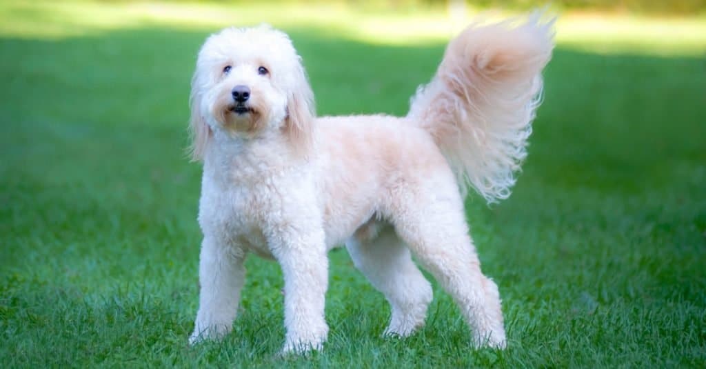 Goldendoodle standing on grass
