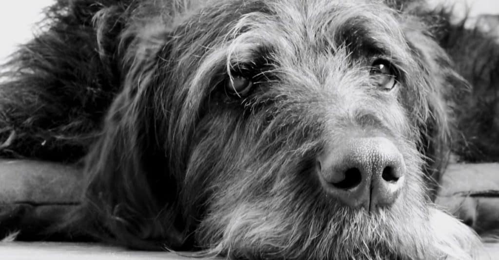 portrait of a great danoodle, cute and adorable big dog