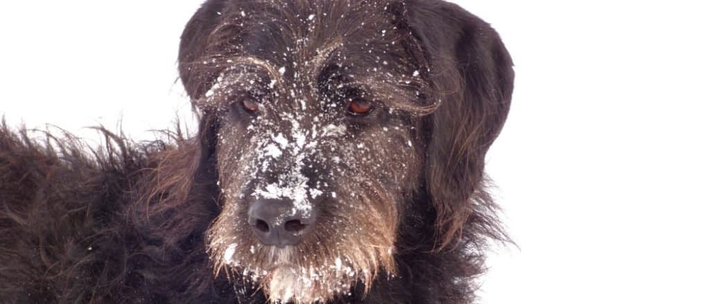 Great danoodle winter portrait