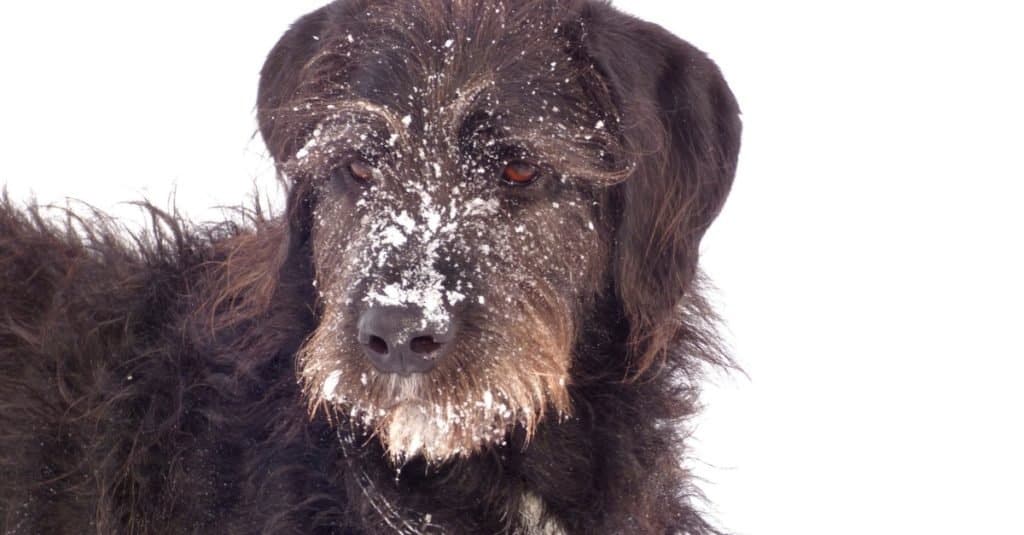 Great danoodle winter portrait
