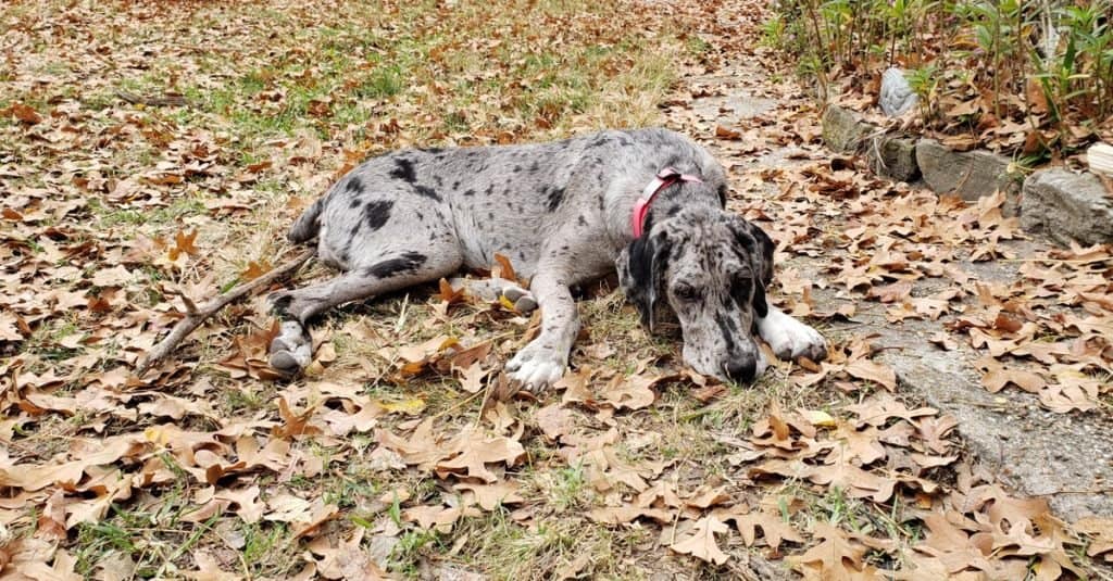 A young merle Great Danoodle dog relaxing in the autumn leaves enjoying life outdoors