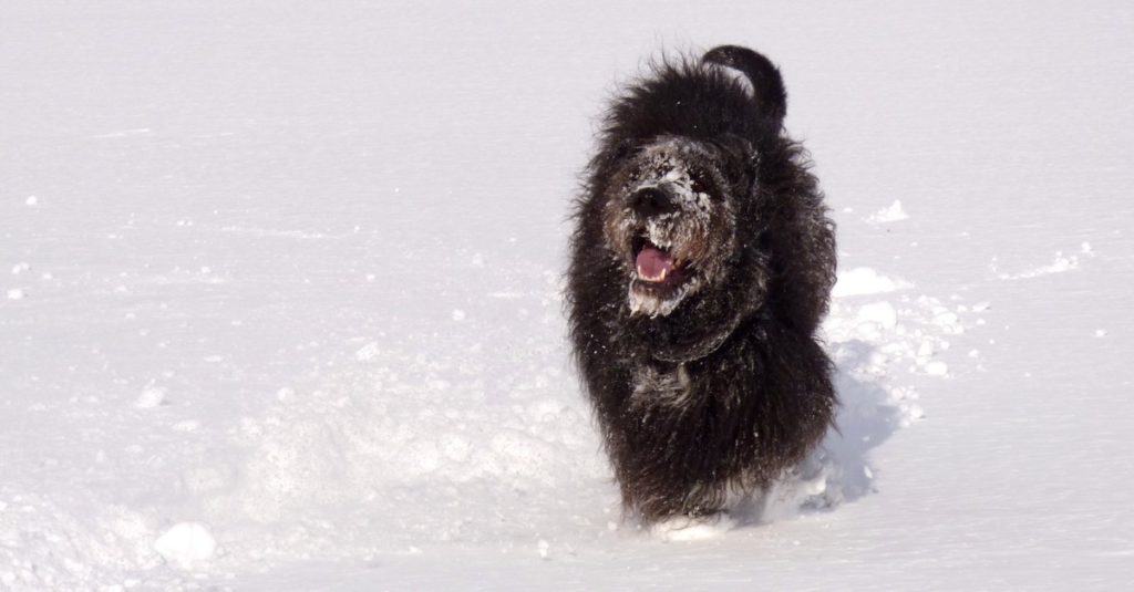 Great danoodle - winter fun