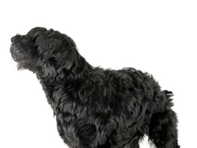 A Giant Schnoodle