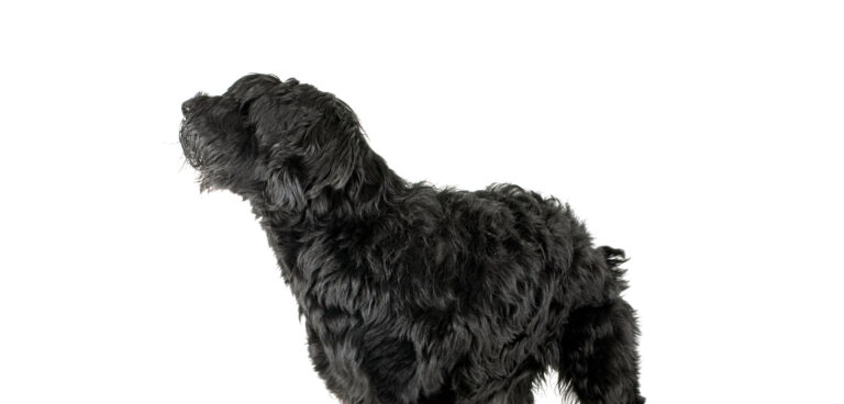 Animal, Black Color, Color Image, Cut Out, Dog Giant Schnauzer in front of white background *Giant Schnoodle