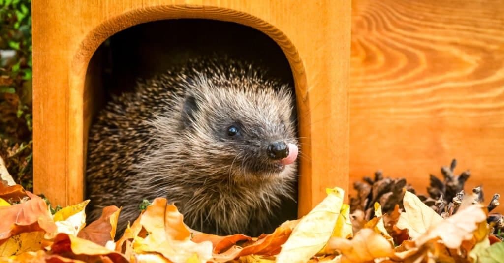 pet hedgehog