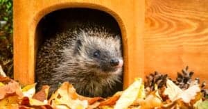 Pet Hedgehog Guide: What You Need to Know Picture