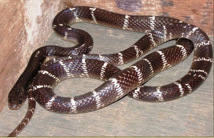 Most Venomous Snakes in the World - Common Indian krait