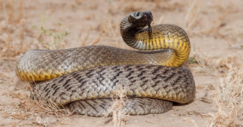 The most venomous snake in the world - the inland taipan