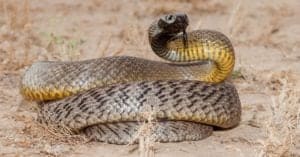 10 Snakes That Live in the Desert—#1 is Terrifying! Picture