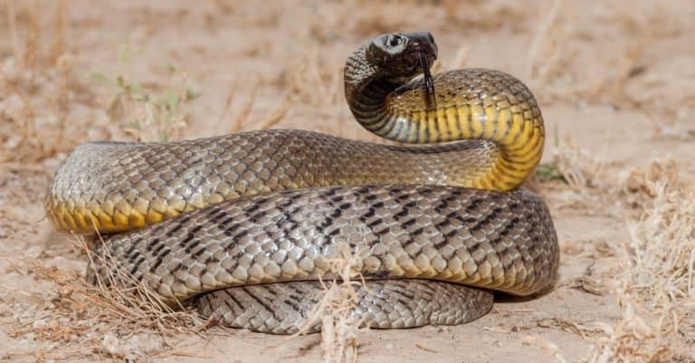 Most Venomous Snakes in the World - Inland Taipan