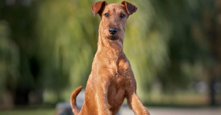 beautiful Irish terrier dog portrait outdoors