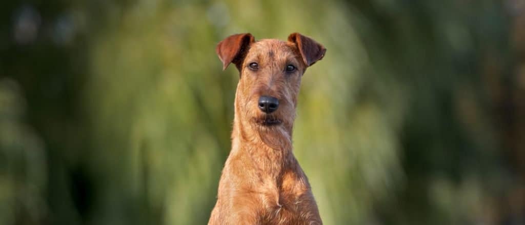 beautiful irish terrier dog portrait outdoors