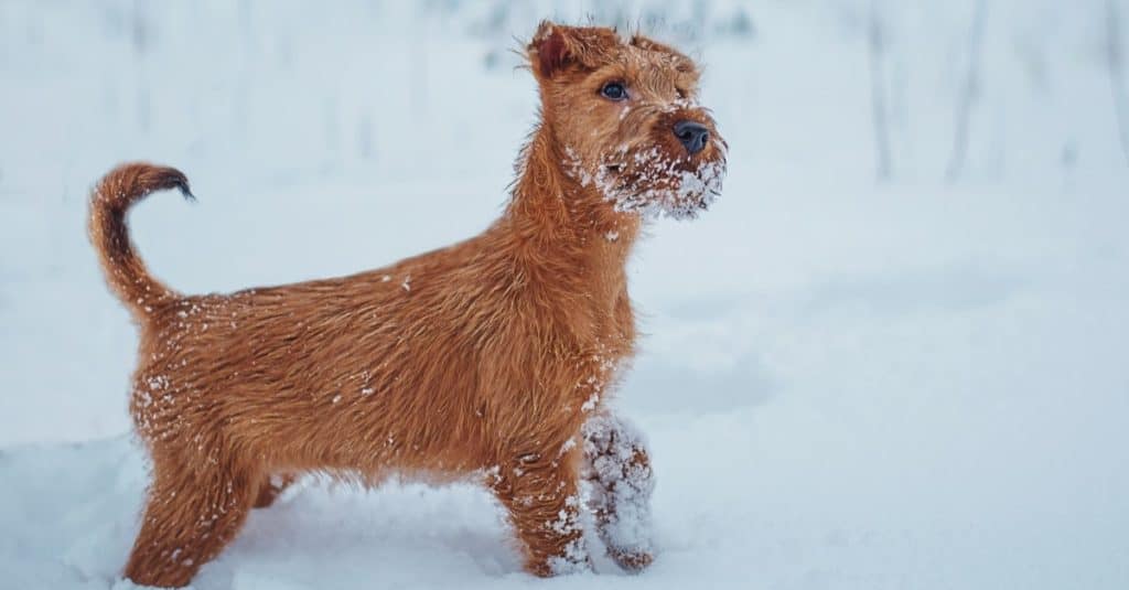 Irish terrier playing outdoor winter time